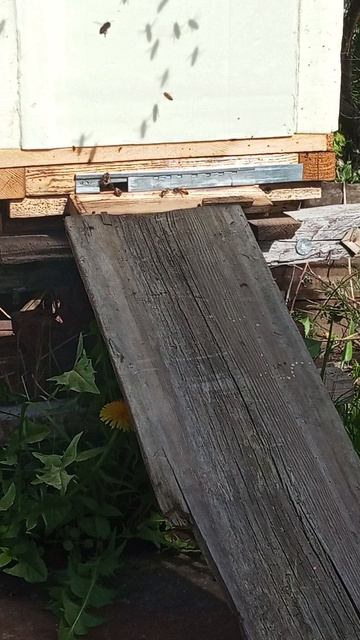 на облете матки