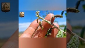 Обработка деревьев. Тля исчезла за час.