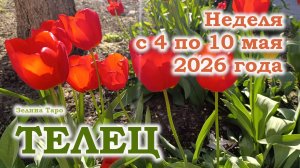 ТЕЛЕЦ | ТАРО прогноз на неделю с 4 по 10 мая 2026 года