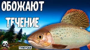 Rf4 очень обожают течение и там живут #рр4