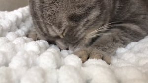 Котята🐈 расслабляющее видео🫠🐈