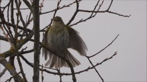 Голоса птиц, Пеночка Весничка. Новгородская область, Трубичино, 1 мая 2026