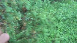 МОЖЖЕВЕЛЬНИК БЛЮ растет в ТАЙГЕ   ПОЛНОЕ ВИДЕО РЫБАЛКИ Ссылка в ЗАКРЕПЛЕННОМ КОММЕНТАРИИ