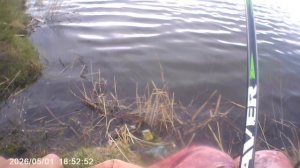 Сегодня вечерком рыбачил 1 час, перед сломом погоды. Прикормка Стерля (Чеснок)