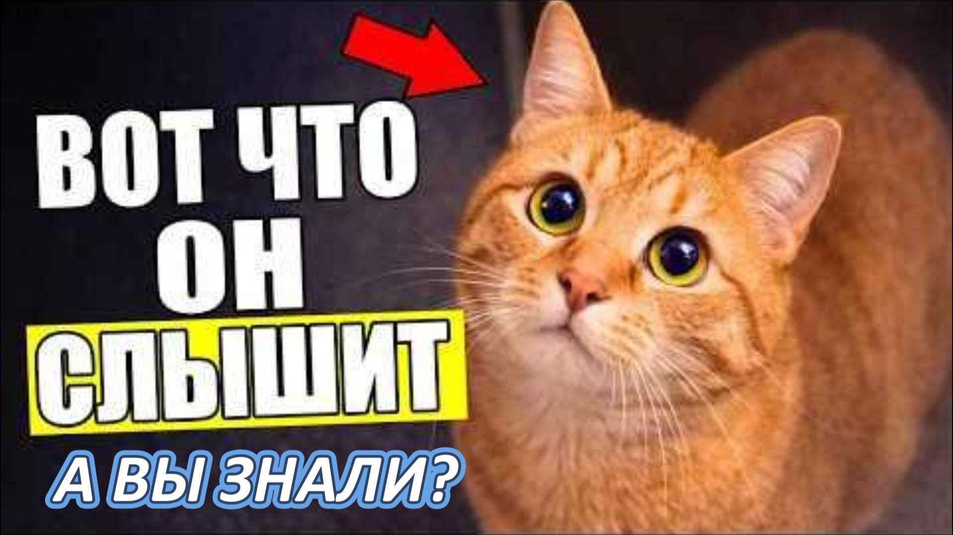 Что РЕАЛЬНО Думает Кошка, когда Вы РАЗГОВАРИВАЕТЕ с Ней!