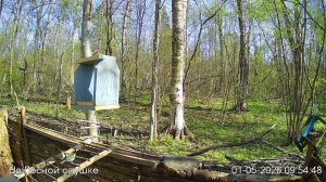 LIVE: На лесной опушке. Природа онлайн