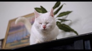 Котики играющие веселые😃