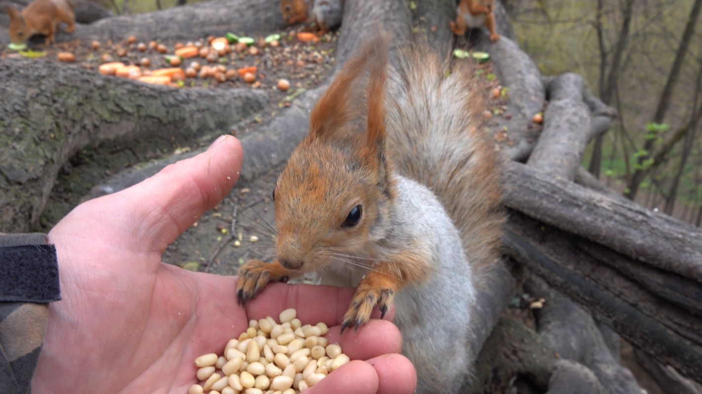 Немного о Толстой. Зарисовка