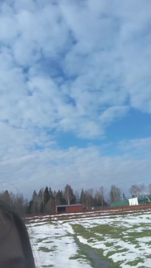медведи