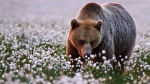 Коран на русском языке сура 031. Лукман ( Лукман )