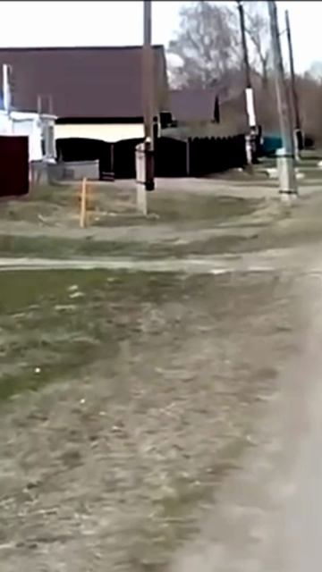 Лиса гуляет по деревне в Таврическом районе Омской области