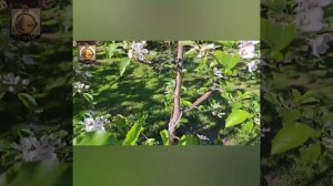 Как избавится от муравьев и тли на садовых деревьях.