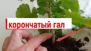 #пеларгонии ПЕЛАРГОНИЯ ЧАХНЕТ ПОЭТОМУ!#КОРОНЧАТЫЙГАЛЛ#болезнипеларгоний#комнатныецветы#пеларгонияза