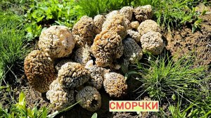 Весной степь оживает: здесь можно встретить крупные сморчки. Сбор грибов в 2026 году. Грибы в мае.