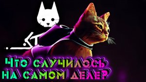 Сколько живут кошки Stray