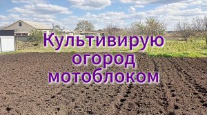 Культивирую огород мотоблоком.