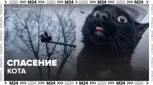 В Москве кот три дня просидел на дереве - Москва 24