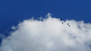 голуби Горловки