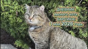 ДНЕВНИК лесного кота Барсика «С 1 МАЯ!»