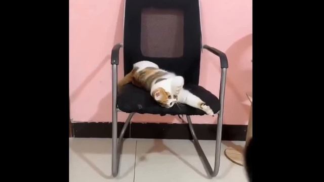 Эти Сумасшедшие Коты