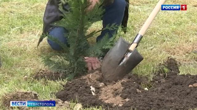 В Севастополе появилась аллея на улице Молодых строителей