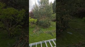 обрезка сада в природном стиле 

как удержать растения в определённом размере не потеряв естественны