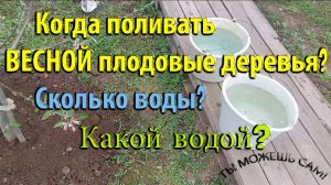 Когда поливать ВЕСНОЙ плодовые деревья? Сколько воды? Какой водой?