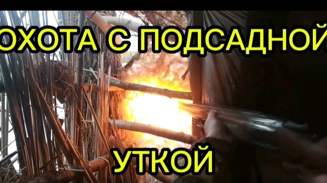 Охота на уток. Охота с ПОДСАДНОЙ уткой.