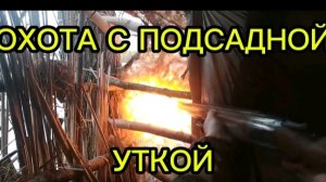 Охота на уток. Охота с ПОДСАДНОЙ уткой.