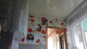 кормим голодных котов