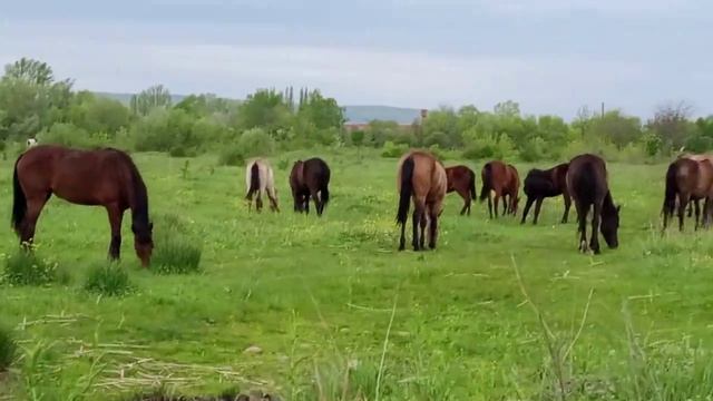 Майкоп, ЖК Предгорье Лаго-Наки, лошади