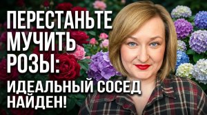 Роза и Гортензия в саду: Секреты идеального соседства. 5 готовых схем.