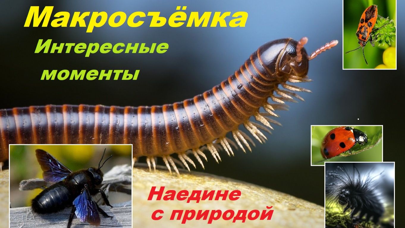 Животный мир Крыма. Макросъёмка