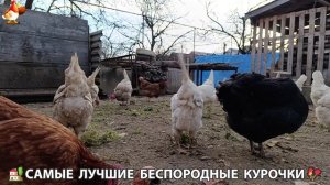 Курочки дворовые селяночки лучшие беспородные несушки 🥚 (6)