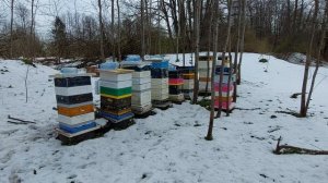 Пасека 1 мая лесной точёк