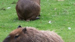 пацаны играют футбик 3 часть