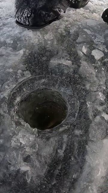 Поймал крупную щуку на жерлицы #щука #рыбалка #жерлицы