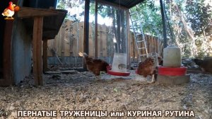 Куриная рутина – что делают куры на выгуле 😂 эпизод (159)