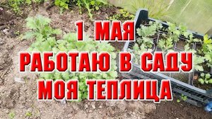 1 мая. Работаю в саду. Моя теплица