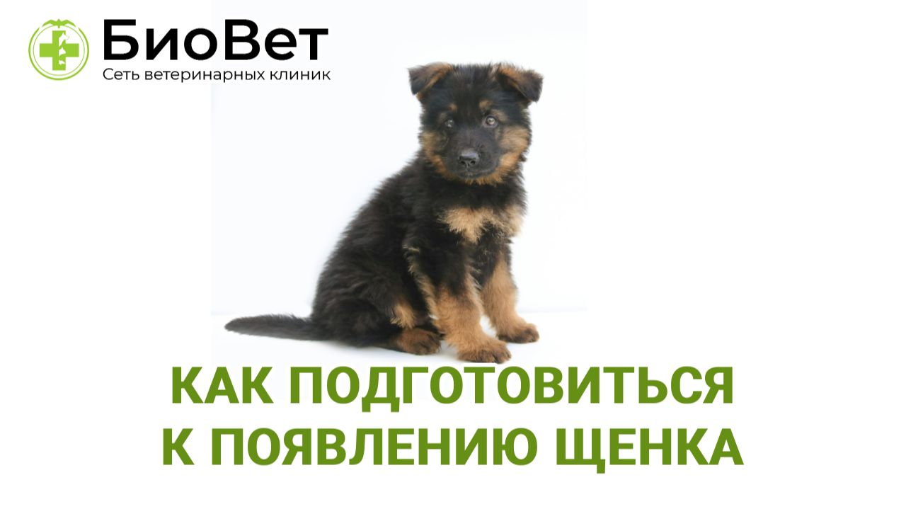 Как подготовиться к появлению щенка смотреть онлайн