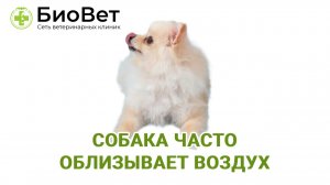 Собака часто облизывает воздух