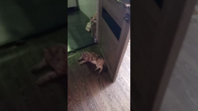 Мия и мышь