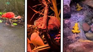 Gus Found Hissing COCKROACHES in RAINFOREST _ Learn Rainforest Animals