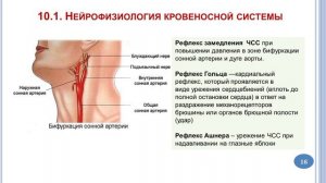 Нейрофизиология сердечно-сосудистой системы