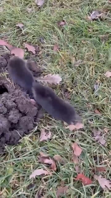 Кротовая борьба