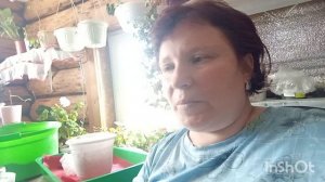 //208// Жизнь в деревне. Распикировала ещё томаты на продажу.