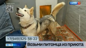 Возьми питомца из приюта. Грэй