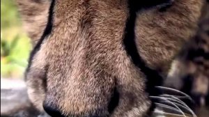 Заставка для видео Кошечка пьет воду № 554