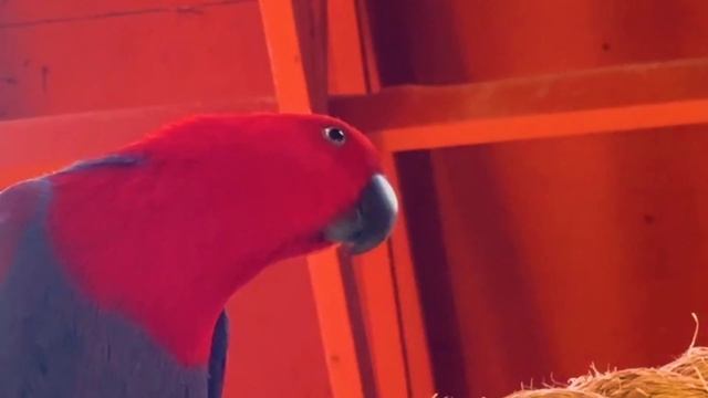 Gus gets LOST at the ZOO! Learn Exotic Animals Educational Video