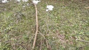 Первомай мы отметили трудом.Обработка от укуса клеща.